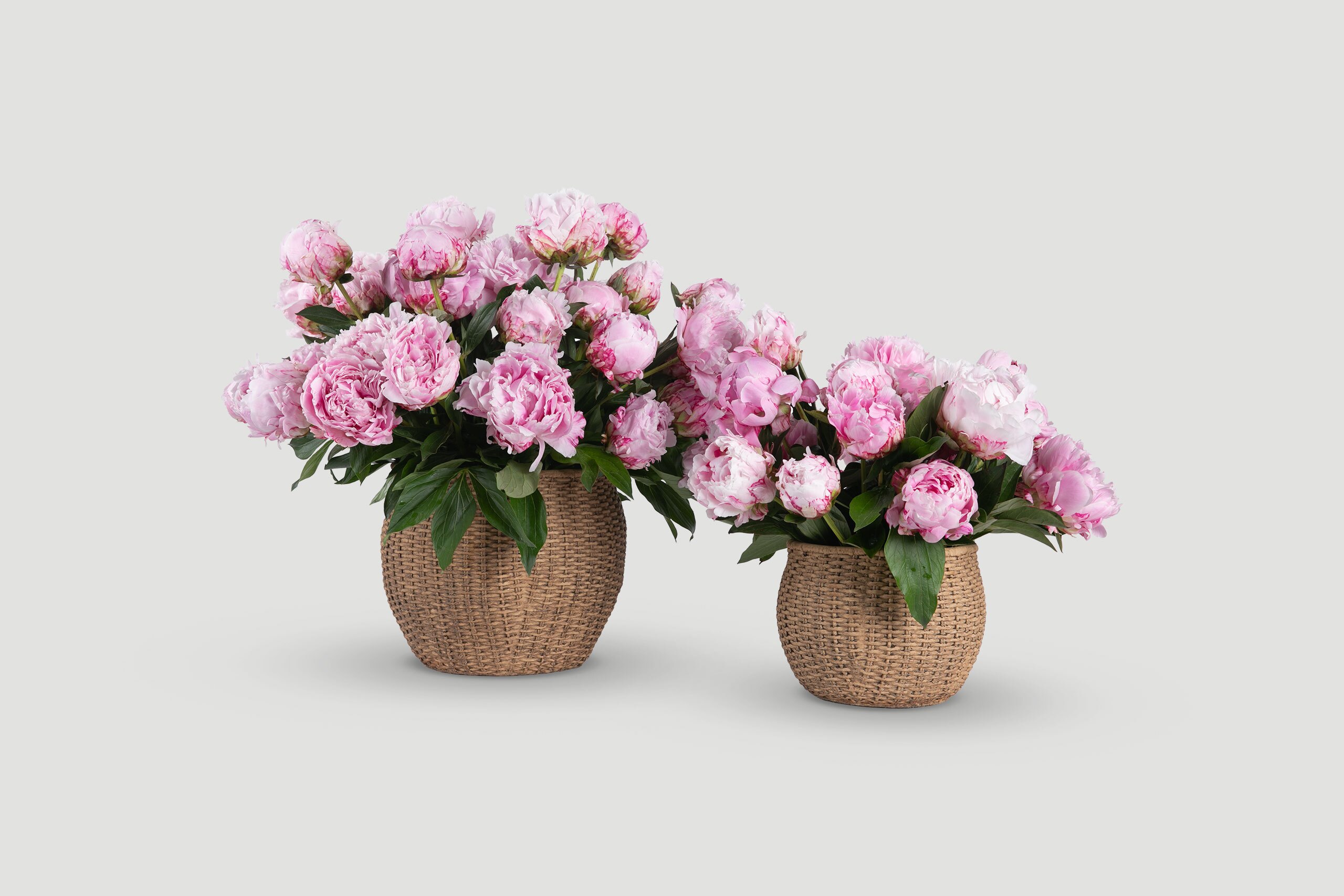 Peonie Perfette