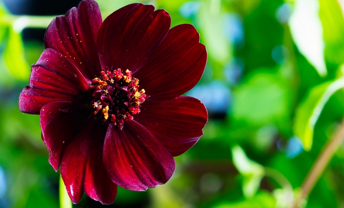 Everything You Need to Know About Flowers