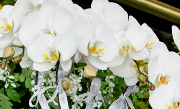 Orchids
