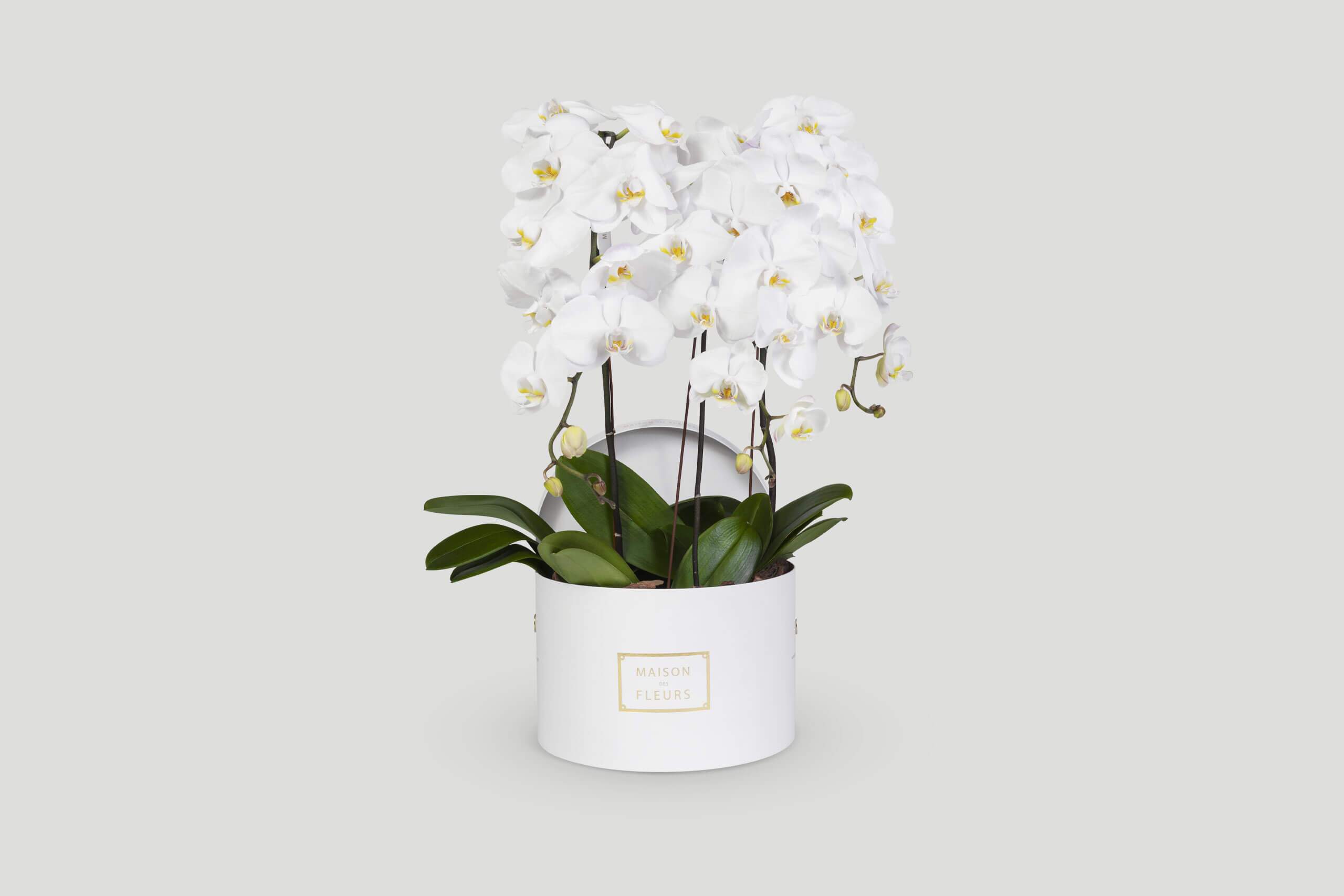 Cotton Candy Clouds - Buy Orchids Online