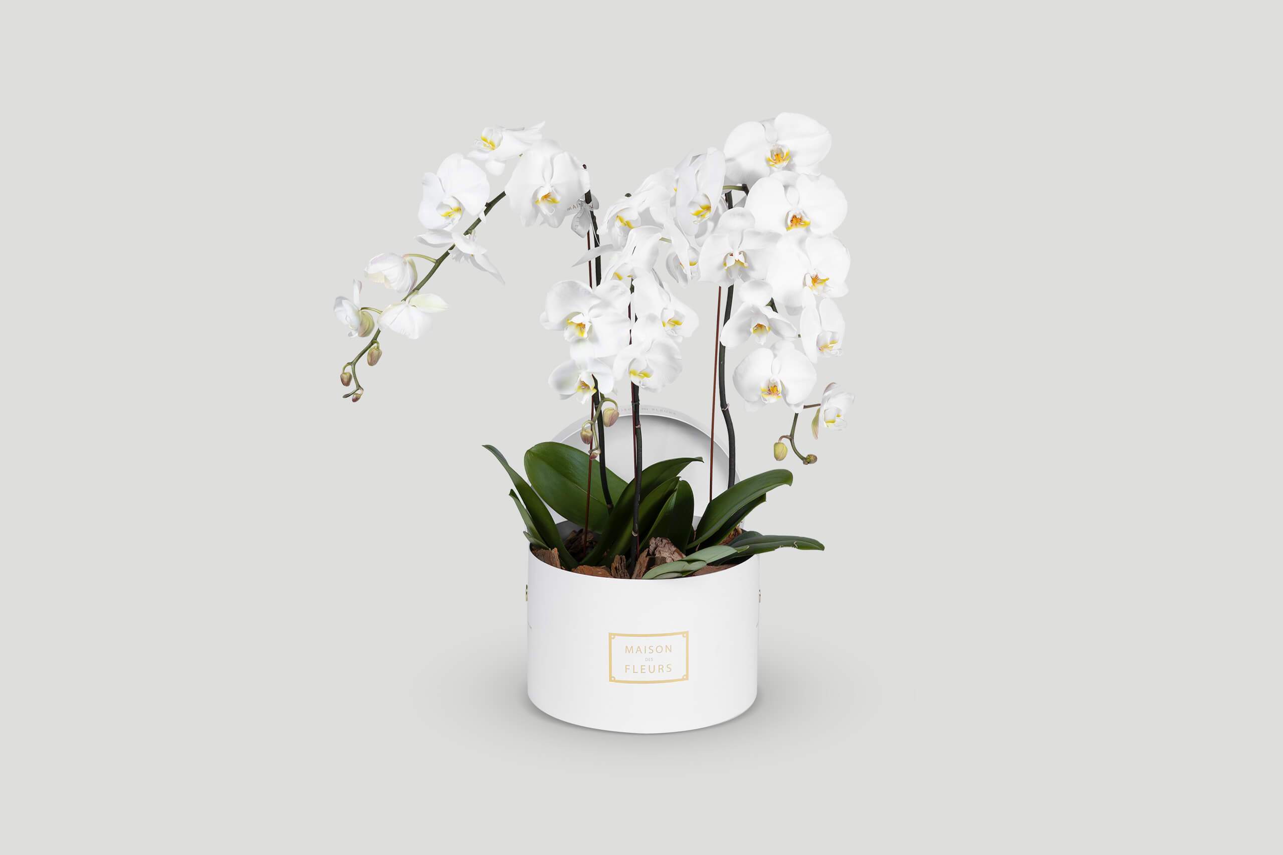 Orchids Waterfall - Buy Orchids Online