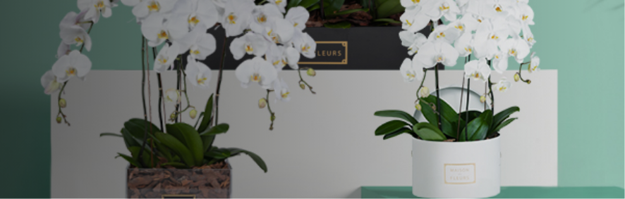Special Editions FLowers